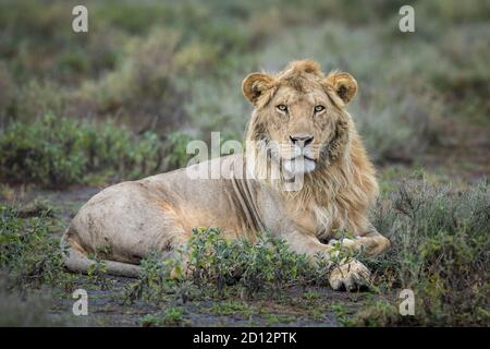 Ritratto orizzontale di un giovane leone maschio sdraiato in un Bush a Ndutu Tanzania Foto Stock