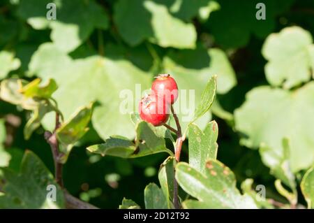 Primo piano di frutti rossi di biancospino comune con foglie, lat. Crataegus monogyna, non coltivato, preso nella foresta in Croazia Foto Stock