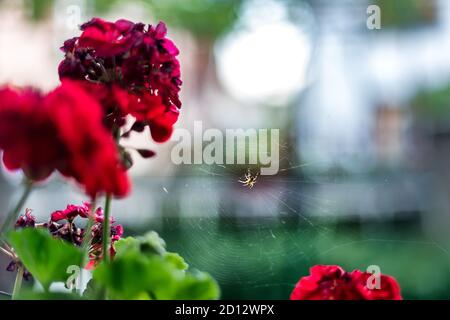 Ragno lynx a righe sul web. Oxyopes salticus nel giardino dei fiori. Foto Stock