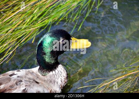 Il Germano Reale nel fiume Foto Stock