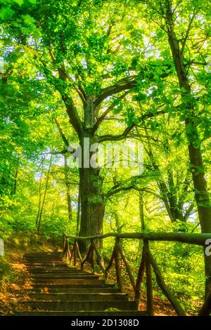 Escursioni su scale di legno su un sentiero del bosco in foresta. Bella luce del sole attraverso gli alberi Foto Stock