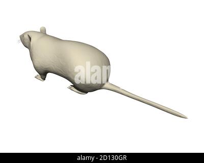 ratto bianco da laboratorio con coda lunga Foto Stock