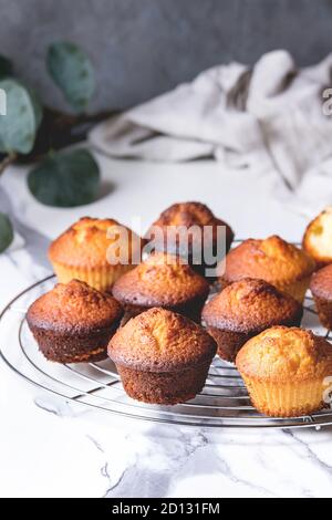 Freschi Fatti in casa Torte limone muffin permanente sulla griglia di raffreddamento con ramo di eucalipto su marmo bianco tavolo da cucina. Foto Stock