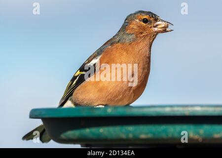 Chaffinch. Uccello giardino comune su un tavolo di uccelli. Foto Stock