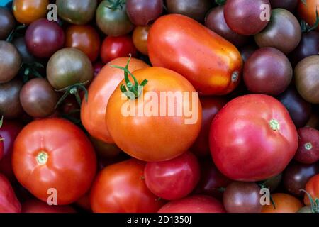 Raccolta. Coltivato in serra diverse varietà di pomodori. Foto Stock