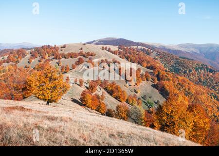 Pittoresche montagne di autunno con il rosso del bosco di faggio nelle montagne dei Carpazi, Ucraina. Fotografia di paesaggi Foto Stock