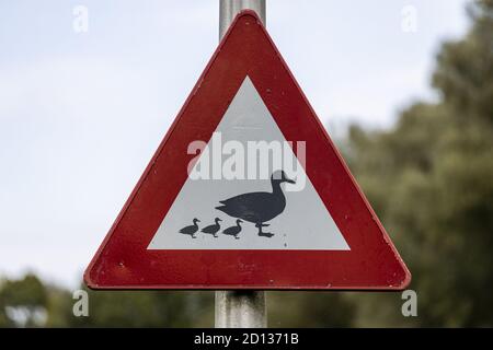 AADORP, PAESI BASSI - Set 07, 2020: Segnale stradale a forma di triangolo per anatre e anatroccoli potrebbe attraversare la strada con dintorni naturali in Foto Stock