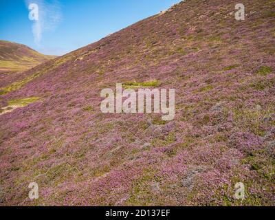 Erica viola sulle colline di Muckle Roe a Shetland ON Una giornata di sole in agosto Foto Stock