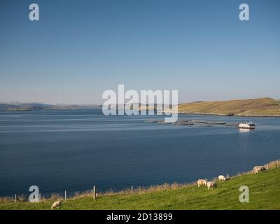 Allevamento ittico in acque calme vicino a Hamnavoe, a ovest della terraferma, Shetland, Scozia, Regno Unito - in una giornata di sole in agosto Foto Stock