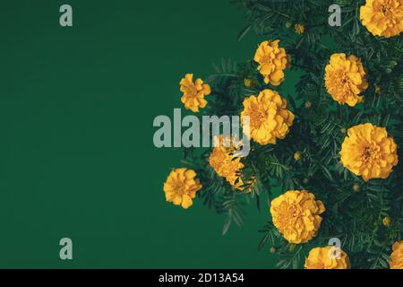 fiori di color arancio su sfondo verde scuro Foto Stock