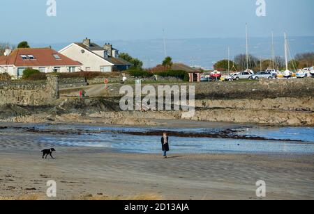 Solo cane Walker sulla spiaggia, Groomsport, Bangor, County Down, Irlanda del Nord, Regno Unito Foto Stock