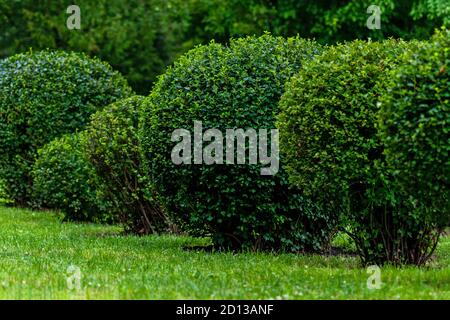 arbusti a forma di palla nel parco cittadino, arte topiaria Foto Stock