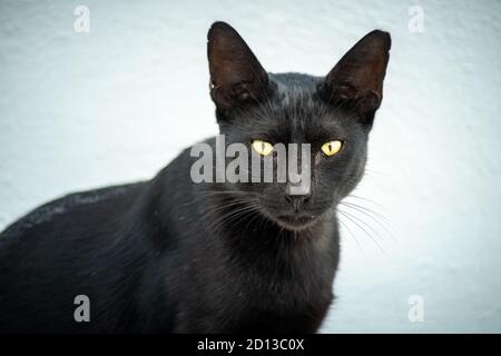 Primo piano di un gatto nero con gli occhi gialli su uno sfondo bianco. Guarda la fotocamera