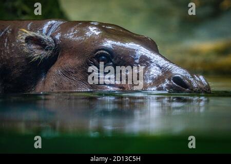 Animali nello zoo di Singapore Foto Stock