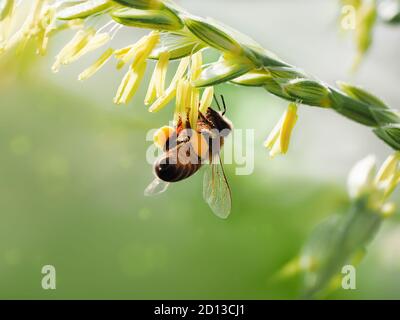Un'ape raccoglie il polline dal mais fiorito. La macro si accende su uno sfondo sfocato. Foto Stock