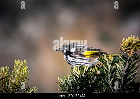 I New Holland Honeyeaters sono importanti impollinatori per molte piante in fiore in Australia. Foto Stock