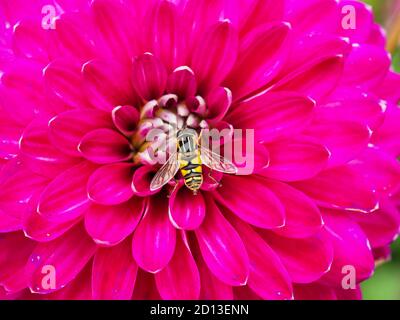 Closeup di un hoverfly nel centro di una bella Rosa brillante fiore doppio Dahlia Foto Stock