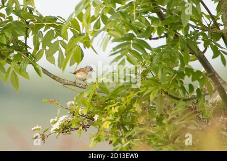 Whitegola, Sylivia communis, uccello selvatico arroccato nelle crescite, campagna del Bedfordshire, estate 2020, Regno Unito Foto Stock