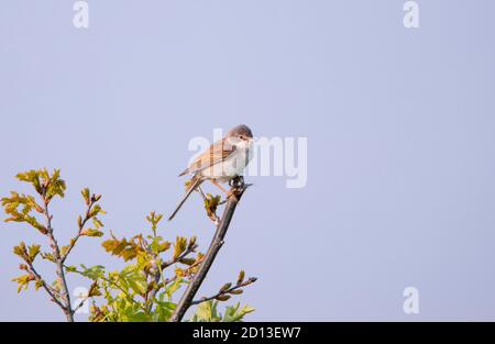 Whitegola, Sylivia communis, uccello selvatico arroccato nelle crescite, campagna del Bedfordshire, estate 2020, Regno Unito Foto Stock