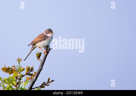 Whitegola, Sylivia communis, uccello selvatico arroccato nelle crescite, campagna del Bedfordshire, estate 2020, Regno Unito Foto Stock