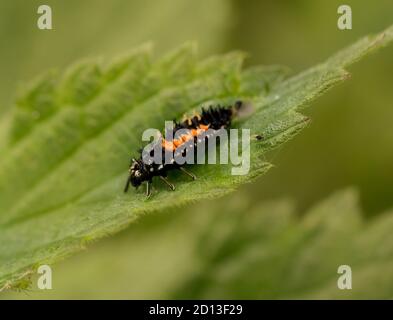 Ladybird larvae, seduto su una foglia in un prato inglese, Bedfordshire, Regno Unito 2020 Foto Stock
