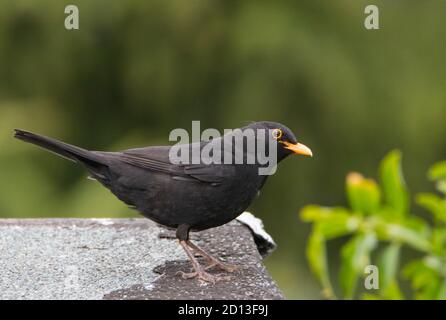 Maschio Blackbird, Blackbird, arroccato su un giardino britannico, estate 2020 Foto Stock