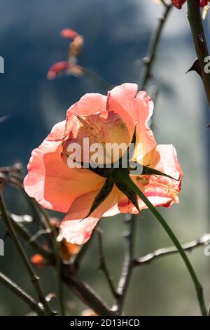 L'ultima e solitaria rosa selvaggia sul cespuglio illuminato dalla luce del sole. Foto Stock