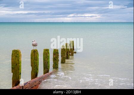 Giovane gabbiano arroccato sulla cima di un vecchio groyne su Worthing Beach, West Sussex, Regno Unito. Foto Stock