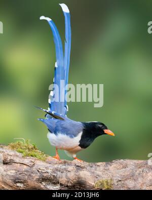Una magnifica Blue Magpie (Urocissa erythroryncha), arroccata su un ramo di albero e con la coda sollevata in alto a Sattal, Uttarakhand in India. Foto Stock
