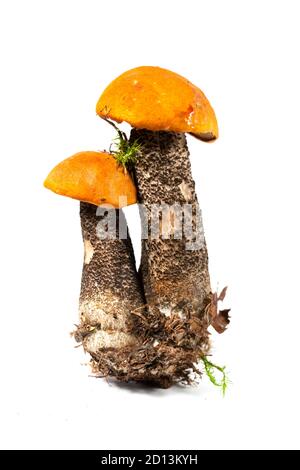 Funghi porcini freschi di colore arancio, isolati su sfondo bianco Foto Stock