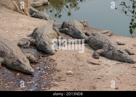 Coccodrilli del Nilo (Crocodylus niloticus) in riva al fiume Messica a Manica, Mozambico, vicino al confine con lo Zimbabwe Foto Stock