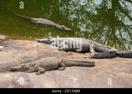 Coccodrilli del Nilo (Crocodylus niloticus) in riva al fiume Messica a Manica, Mozambico, vicino al confine con lo Zimbabwe Foto Stock