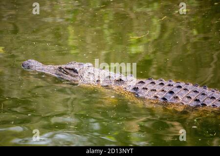 Coccodrillo del Nilo (Crocodylus niloticus) in riva al fiume Messica a Manica, Mozambico, vicino al confine con lo Zimbabwe Foto Stock