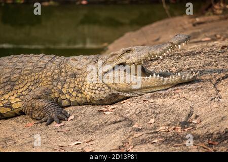Coccodrillo del Nilo (Crocodylus niloticus) crogiolandosi a bocca aperta sulla riva del torrente Messica a Manica, Mozambico, vicino al confine con lo Zimbabwe