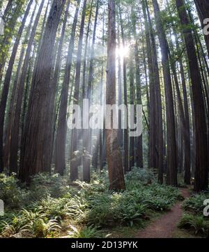 Travi di luce perforano una foresta di sequoie buia, imponente e a crescita antica a Humboldt, California. Gli alberi di sequoia sono le specie di alberi più alte della Terra. Foto Stock