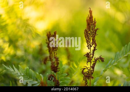 Osmunda fern sporangias e foglie sotto una calda luce solare primaverile Foto Stock