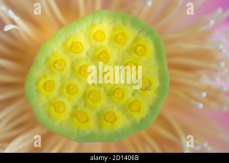 Fiore Nelumbo Nucifera di loto sacro con stampa e semi Foto Stock