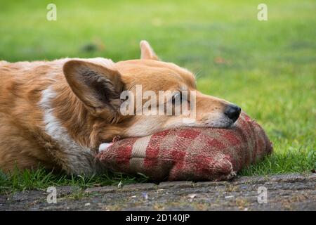 Primo piano di un Pembroke di Corgi gallese, adagiato con il suo muso su un vecchio cuscino di tessuto con blocchi di fondo sfocato Foto Stock