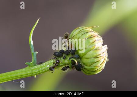 formiche che tendono afidi Foto Stock