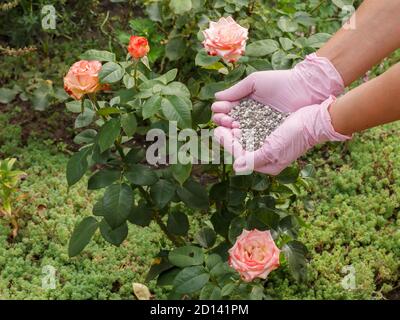 Mani contadine in guanti di gomma contiene fertilizzante chimico per dare ad un cespuglio di rosa nel giardino. Foto Stock