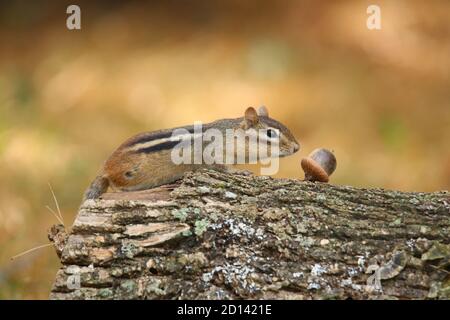 Carino piccolo Chipmunk caduta foraging per il cibo da conservare via per gli sniffs invernali fuori e acorn Foto Stock