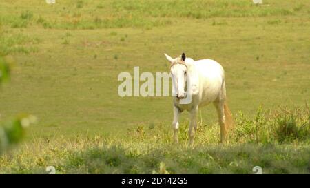 Cavallo bianco sul pascolo nello stato di Minas Gerais, Brasile Foto Stock