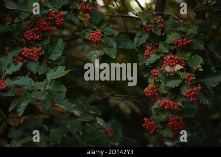 Le bacche di rowan di arancia crescono su un albero in autunno Foto Stock