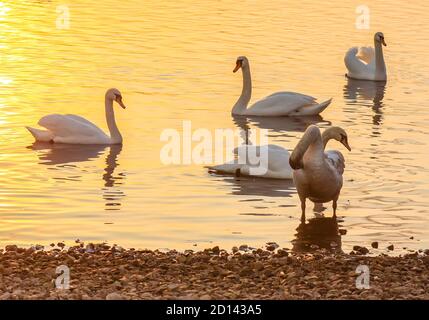 Bei cigni e anatre sulla superficie del fiume al tramonto Foto Stock