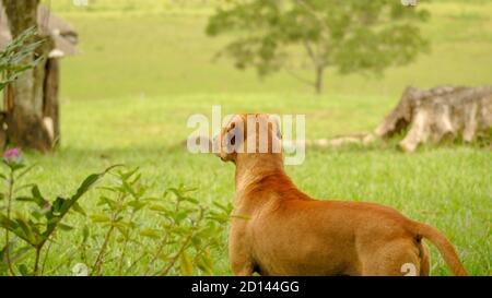 Tipico cane brasiliano caramello in campo Foto Stock