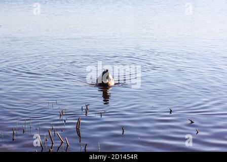 Anatre selvatiche che nuotano sulla superficie del fiume alla luce del tramonto. Paesaggio primaverile in Europa orientale. Foto Stock