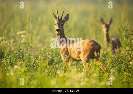 Due caprioli in piedi sul prato nella natura estiva. Foto Stock