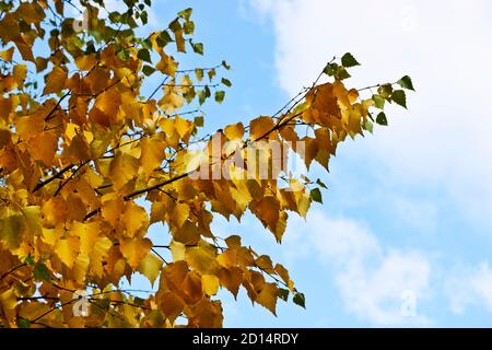 Foglie di betulla gialle e brillanti contro il cielo blu. Sfondo autunno colorato. Estate indiana. Foto Stock