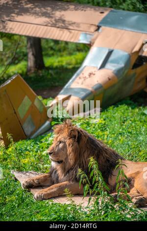 Un leone che giace sul ceppo di legno tra erba con un'espressione facciale calma Foto Stock