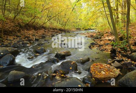 Le colorate foglie autunnali si stagliano sulle rive rocciose di un flusso veloce creek Foto Stock